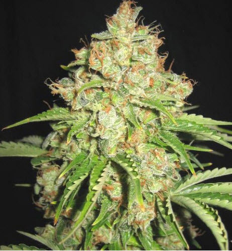 Sagarmatha Seeds - White Russian