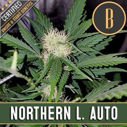 Blimburn Seeds - Northern Automatic