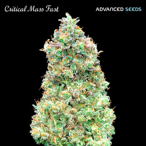 Advanced Seeds - Critical Mass Fast