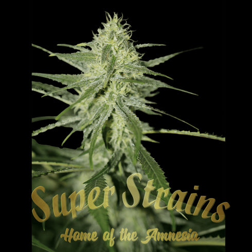 Super Strains - Automatic Fini