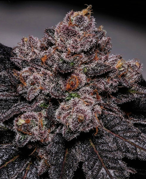 Propaganja Seeds - Slime Dessert AKA Baba