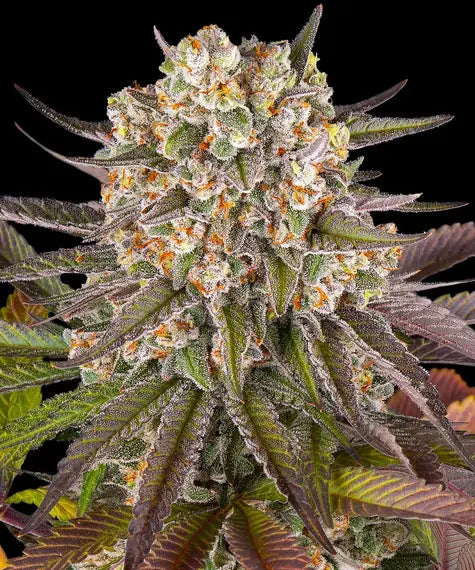 Barney's Farm Seeds - Limoncello