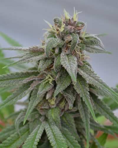 Medicann Seeds - Pure Kush