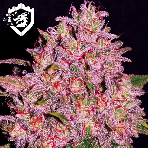 Empire Seeds - Slurty