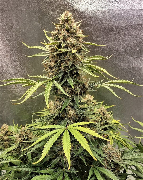 Top Shelf Elite Seeds - Cookie Breath