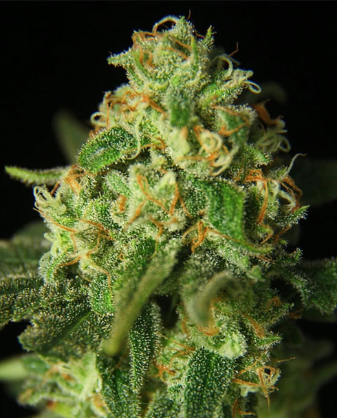 Propaganja Seeds - Kashrut Auto