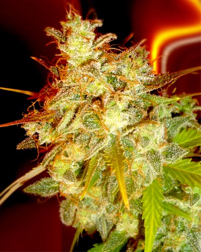 Medicann Seeds - Mazari Grape