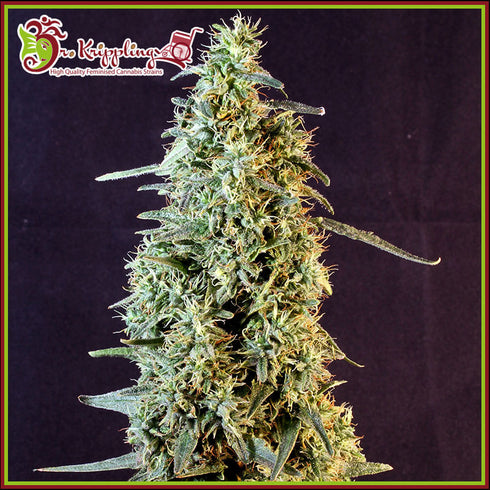 Dr Krippling Seeds - Strawberry Banana Whip Auto