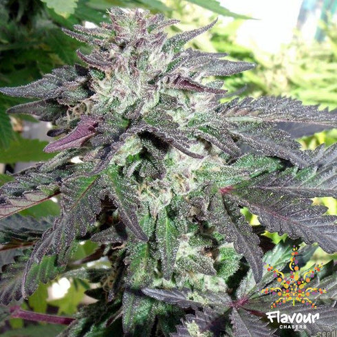 Flavour Chasers Seeds - Cherry Pie