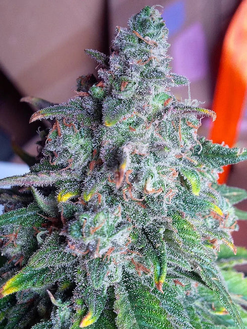Top Shelf Elite Seeds - Auto Nightcrawler OG