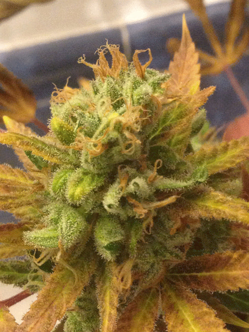 Cream Of The Crop - Black Gold Auto