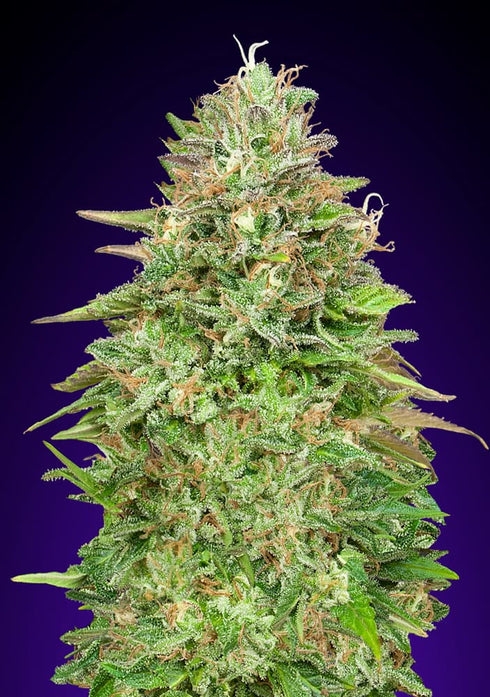 00 Seeds - Critical Poison Fast V