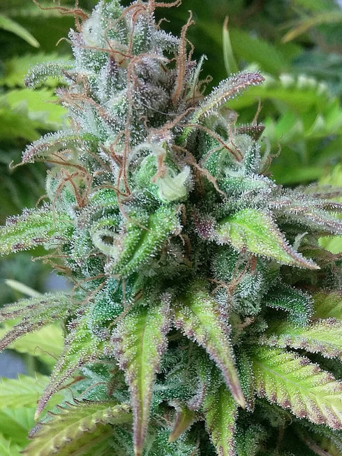 Critical Mass Collective - Monster Mass