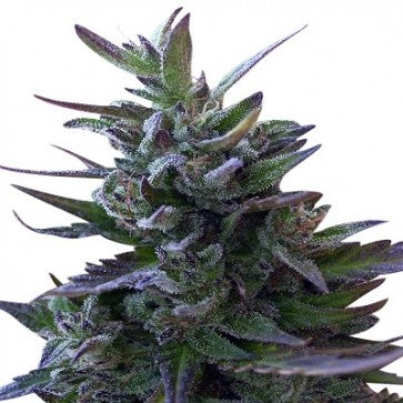 Ace Seeds - LIMITED EDITION Nepal Mist