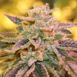 Purple Caper Seeds - Gold Line Gelato Zkittlez