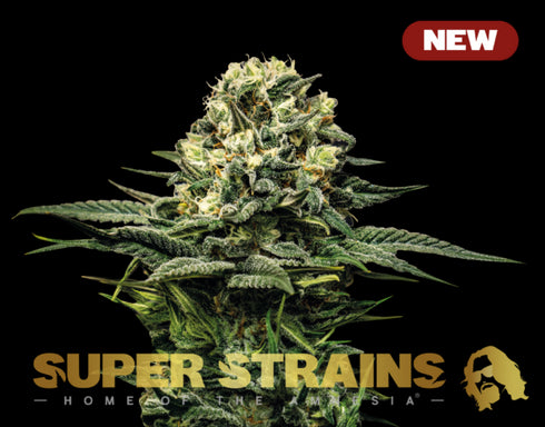 Super Strains - Wedding Cake