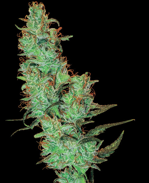 Sensi White Label - Jack Herer