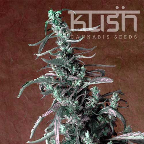 Kush Seeds - Haze Kush