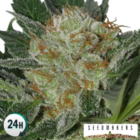 Seedmakers Seeds - Widow