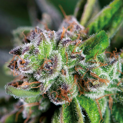 Pyramid Seeds - Watermelon Zkittlez