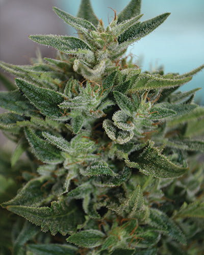 Medicann Seeds - OG Kush CBD