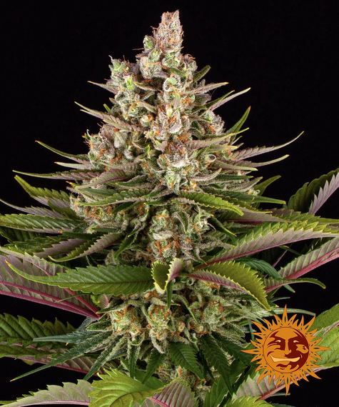 Barney's Farm Seeds - Sour Strawberry