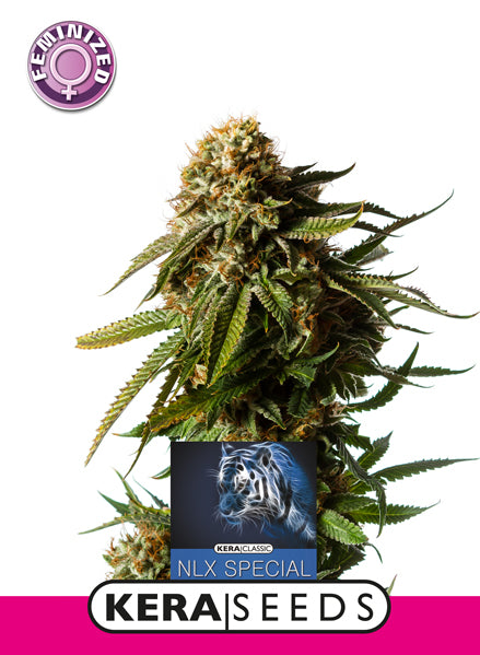 Kera Seeds - NLX Special