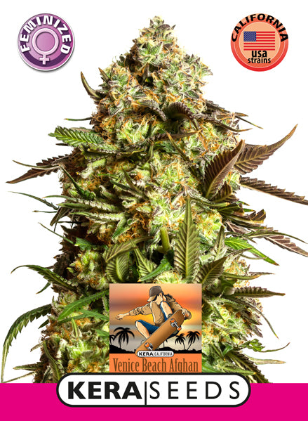 Kera Seeds - Venice Beach Afghan