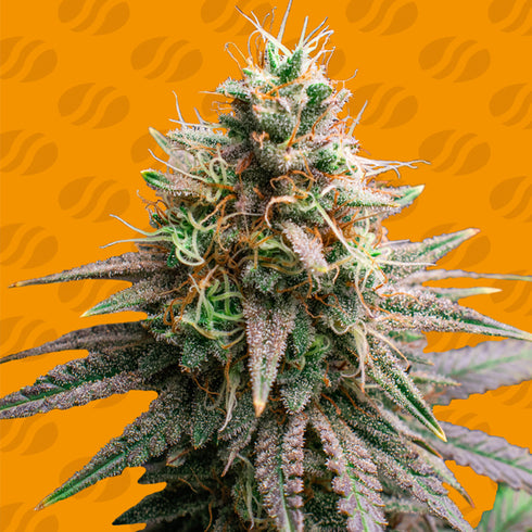 Original Sensible Seeds - Tiramisu