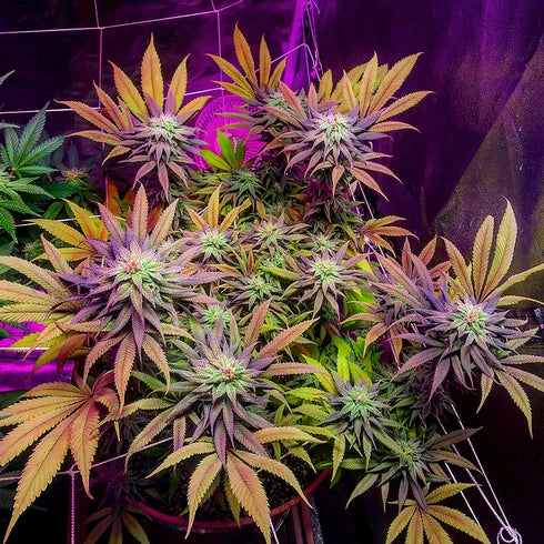 Top Shelf Elite Seeds - Gorillagasm