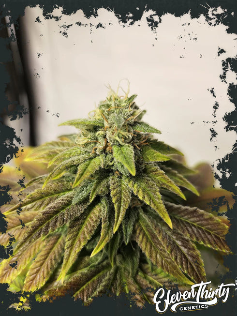Eleven Thirty Genetics - Highlighterz Auto