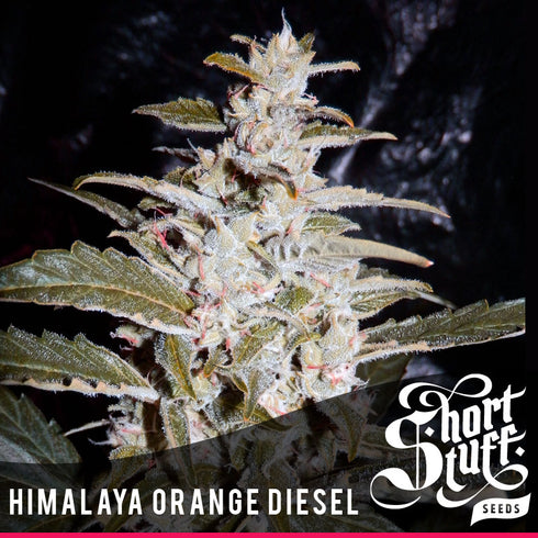 Short Stuff - Himalayan Orange Diesel