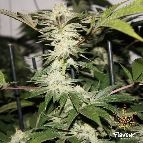 Flavour Chasers Seeds - Biscotti