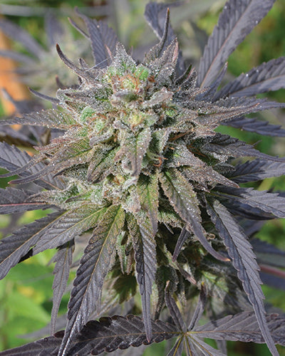 Medicann Seeds - Blue Blood CBD