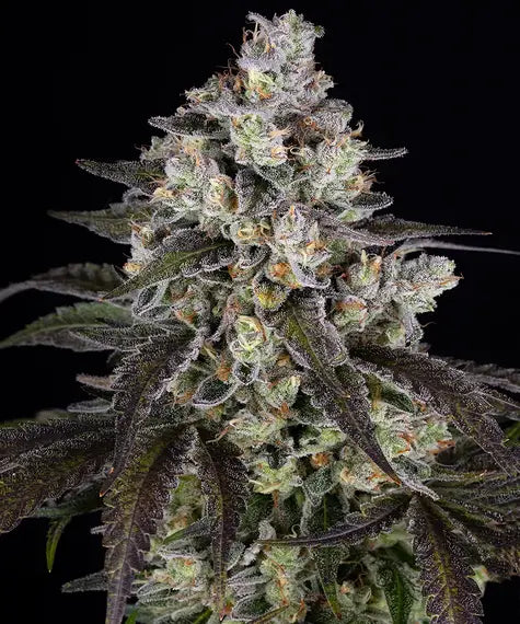 Barney's Farm Seeds - Trainwreck