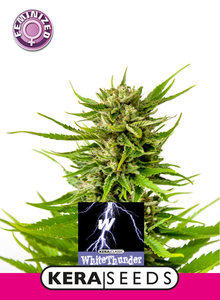 Kera Seeds - White Thunder