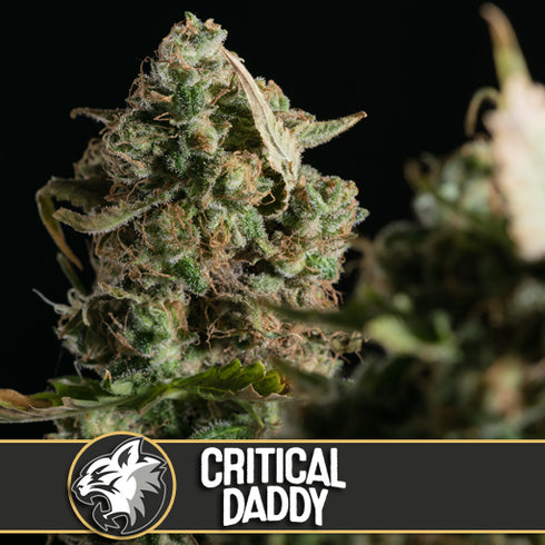 Blimburn Seeds - Critical Daddy Purple
