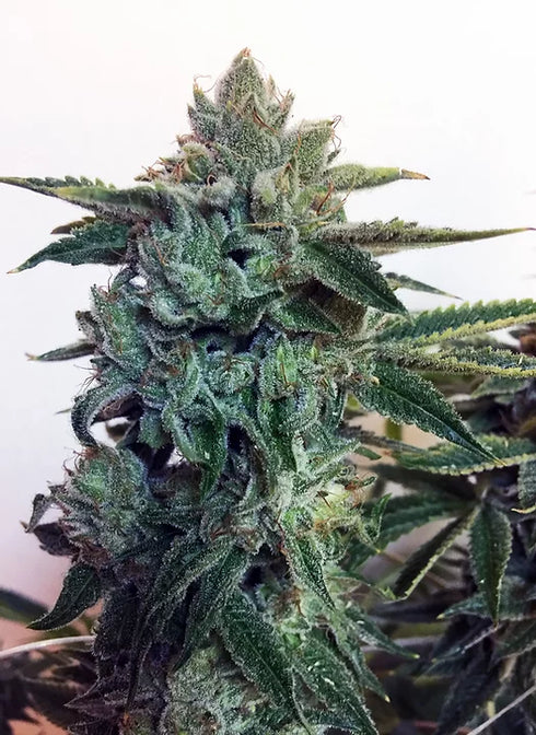 Cream Of The Crop - Sticky Zkittles Glue