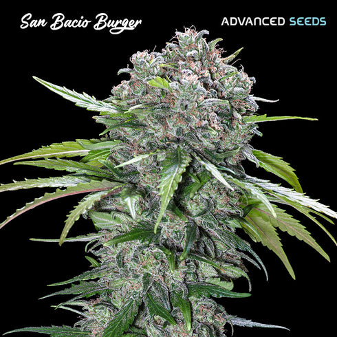 Advanced Seeds - San Bacio Burger