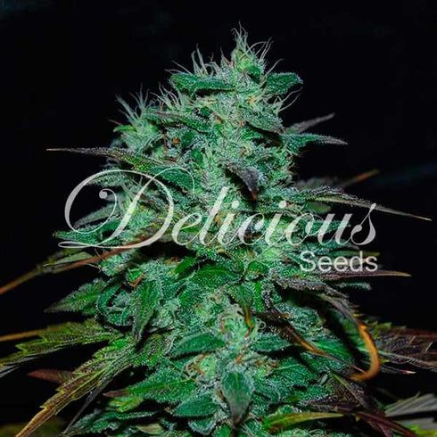 Delicious Seeds - Chocobang