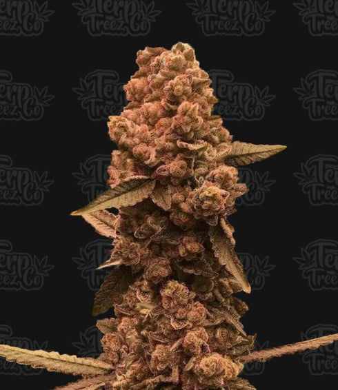 Terp Treez Co - Ztrawberry Fizz
