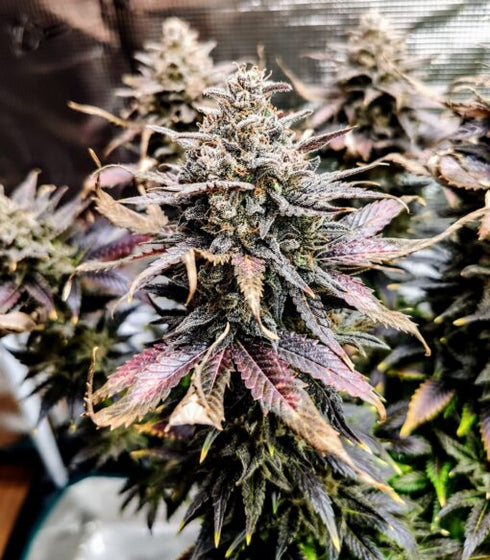 Pure Instinto - Mimosa