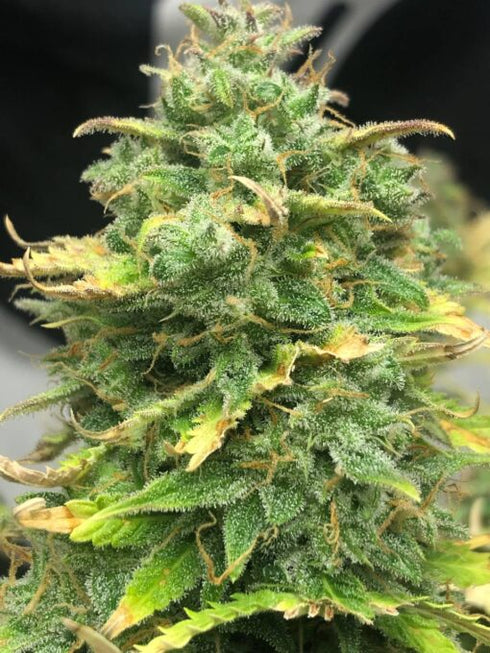 Pure Instinto - Mimosa Cake Auto