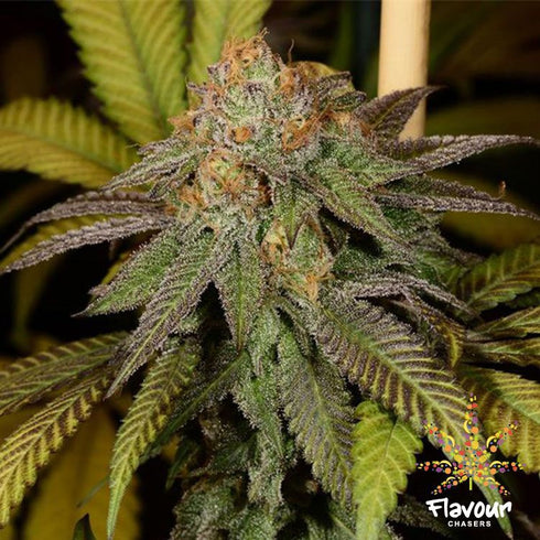 Flavour Chasers Seeds - Bruce Banner