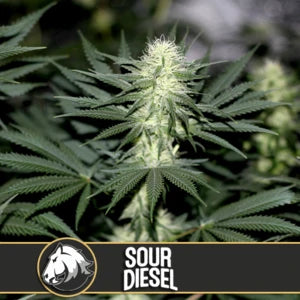 Blimburn Seeds - Sour Diesel