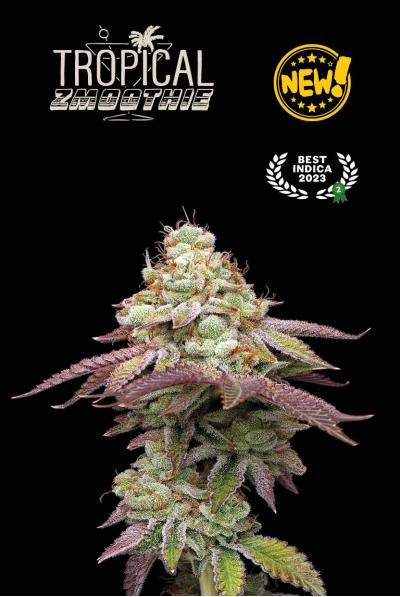 Seed Stockers Seeds - Superior Tropical Zmoothie