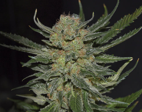 C.B.D. Seeds - Domina