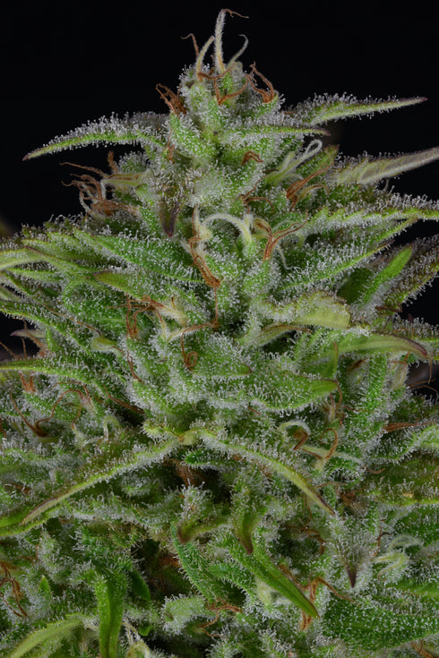 Bighead Seeds - Sherbert Dab