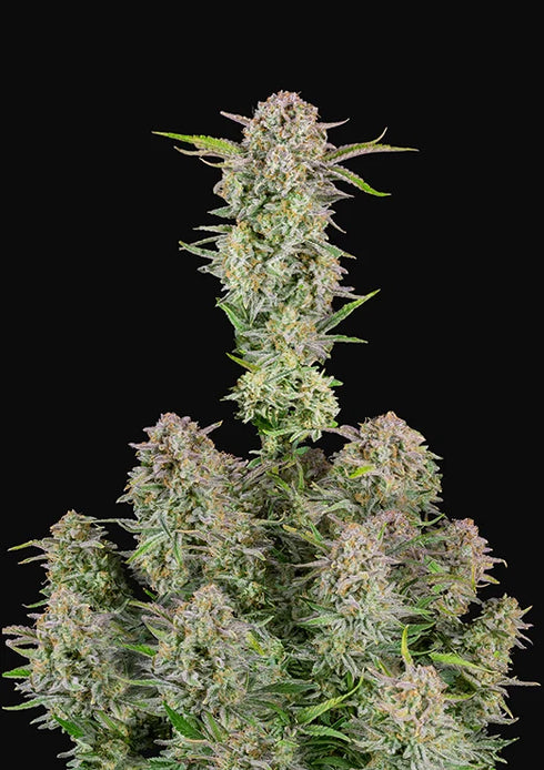 Fastbuds Seeds - Bruce Banner