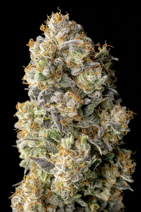 Advanced Seeds - Acai Mintz